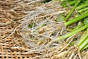 Chinese water convolvulus (Morning Glory) root fresh from farm o