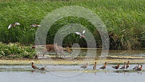 Chinese water deer adult and fawn disturbing waders