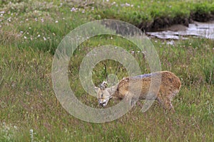 Chinese water deer (Hydropotes inermis)