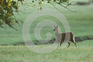 A Chinese Water Deer, Hydropotes inermis, standing in a meadow at the edge of woodland in the UK.