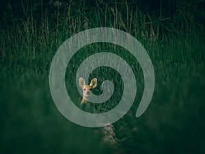 Chinese Water Deer Looking Over Tall Grass