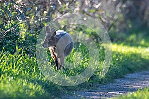 Chinese Water Deer RSPB Lakenheath Fen