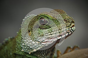 Chinese water dragon