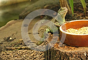 Chinese water dragon