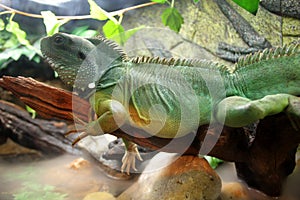 Chinese Water Dragon