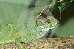 Chinese Water Dragon