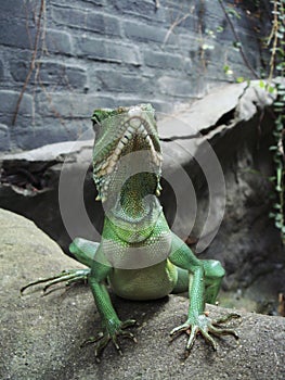 Chinese Water Dragon