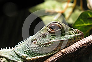 Chinese Water Dragon