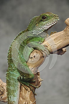 Chinese water dragon on branch