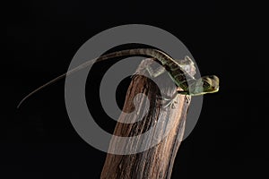 Chinese water dragon on branch. Yellow eyed lizard portrait. Pet macro studio shot on black background