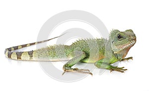 Chinese water dragon