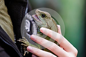 Chinese water dragon lizard on human hands