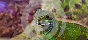 Chinese water dragon lizard with its face in closeup, tropical reptile from Asia