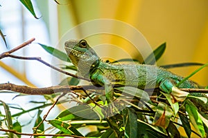 Chinese water dragon lizard laying on a tree branch, tropical reptile specie from Asia