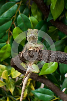 Chinese Water Dragon Lizard Reptile