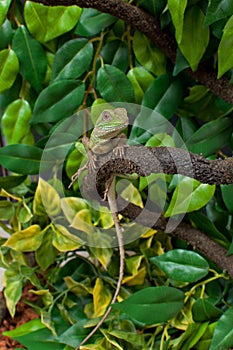 Chinese Water Dragon Lizard Reptile Physignathus cocincinus