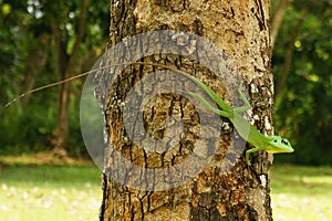 A Chinese water dragon Physignathus Cocincinus