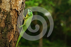 A Chinese water dragon Physignathus Cocincinus