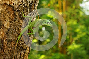 A Chinese water dragon Physignathus Cocincinus