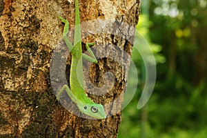 A Chinese water dragon Physignathus Cocincinus