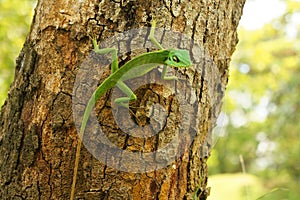 A Chinese water dragon Physignathus Cocincinus