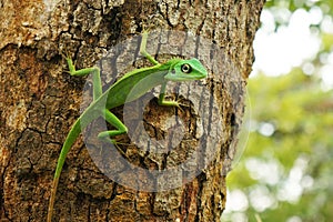 A Chinese water dragon Physignathus Cocincinus