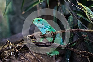 Chinese water dragon Physignathus cocincinus, also called green water agama