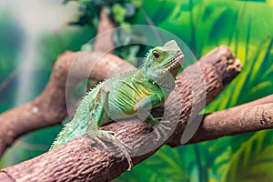 Chinese Water Dragon (Physignathus cocincinus) on a branch