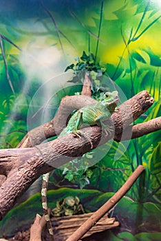 Chinese Water Dragon (Physignathus cocincinus) on a branch