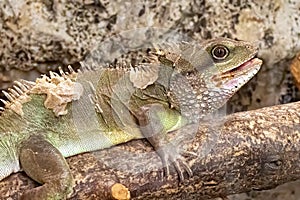 Chinese Water Dragon Physignathus cocincinus. Lizard native to China and mainland Southeast Asia