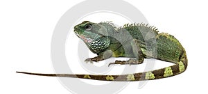 Chinese water dragon , Physignathus cocincinus