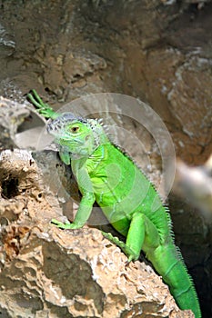 Chinese water dragon