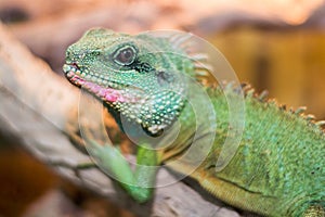 Chinese water dragon Physignathus cocincinus is a species of a