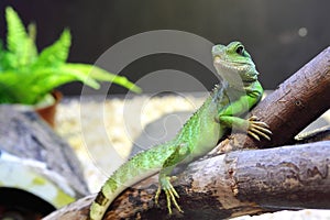 Chinese Water Dragons