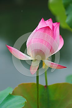 Chinese water lily