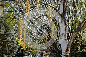 Chinese White Birch Tree - Betula albosinensis Fascination