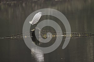 Chinese white crane bjrd standing on post with fishing net across lake, day