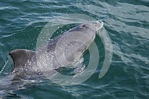 Chinese white dolphin (Sousa chinensis)