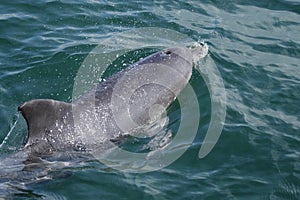 Chinese white dolphin (Sousa chinensis) photo