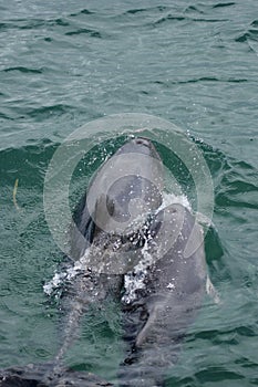 Chinese white dolphins (Sousa chinensis) photo