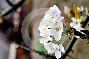 Chinese white flowers in spring photo