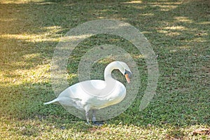 Chinese white goose on the lawn