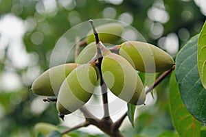 Chinese white Olive, Canarium album photo