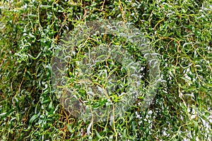 Chinese willow background. Curly branches and leaves of willow Salix matsudana. Selective focus