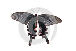 Chinese windmill butterfly