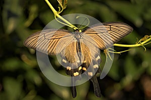 Chinese Windmill butterfly - Atrophaneura alcinous photo