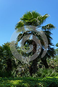 Chinese windmill palm (Trachycarpus fortunei) or Chusan palm on Kurortny Prospekt in Sochi