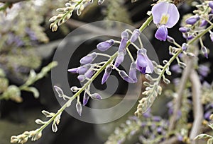 Chinese wisteria blooms