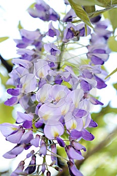 Chinese Wisteria flower petals on panicle closeup