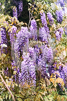 Chinese wisteria in the National Botanical Garden in Tbilisi
